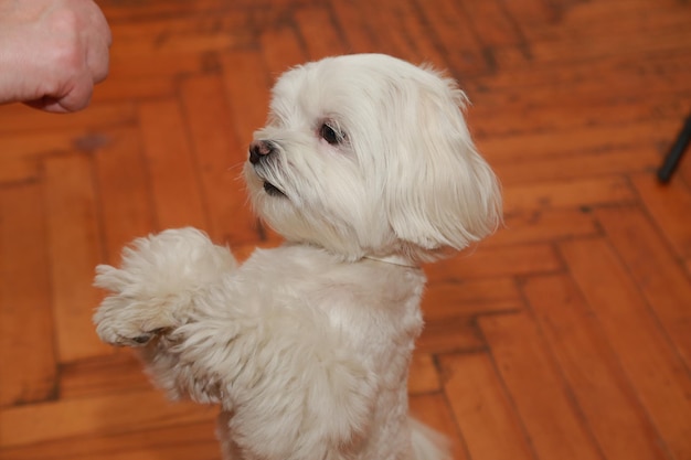 A white dog with a black nose and a black nose is standing on its hind legs.