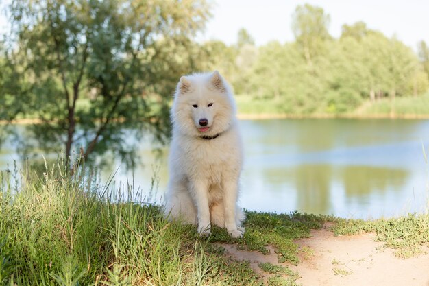 A white dog with a black nose and a lake in the background.