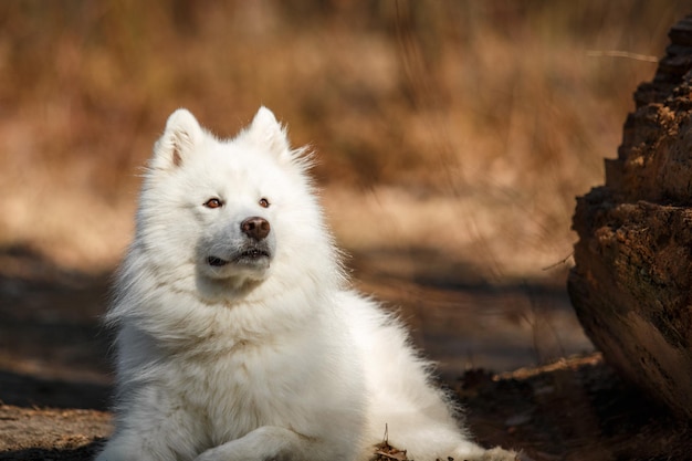 A white dog with a black nose sits in the woods.