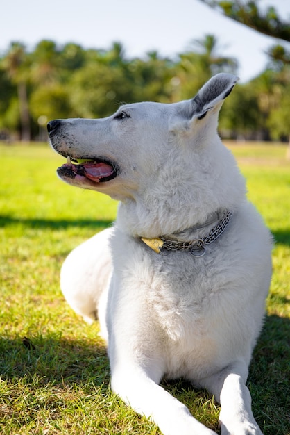 Un cane bianco con una macchia nera in un occhio in un parco, pastore svizzero bianco mescolato con puntatore inglese