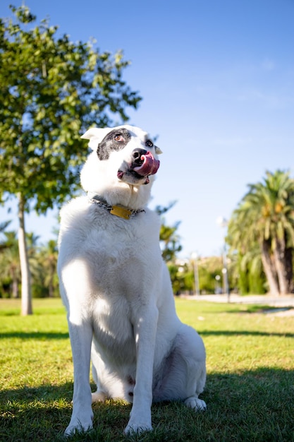 A white dog with a black spot in one eye in a park, White Swiss Shepherd mixed with English pointer