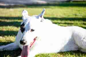 Photo a white dog with a black spot in one eye in a park, white swiss shepherd mixed with english pointer