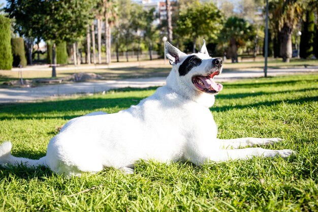 A white dog with a black spot in one eye in a park, White Swiss Shepherd mixed with English pointer