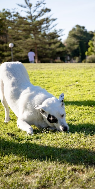 片目に黒い斑点のある白い犬がボールで遊んでいます。