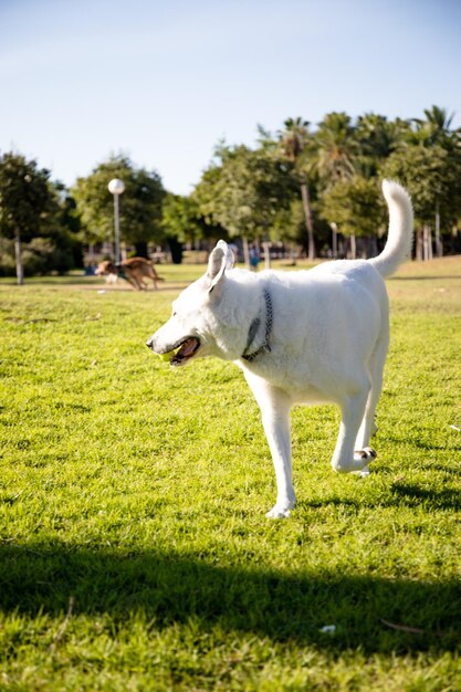 A white dog with a black spot on one eye running, White Swiss Shepherd mixed with English pointer