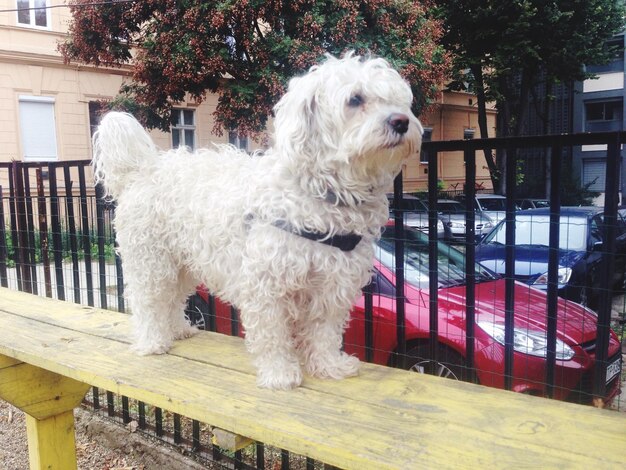 Foto cane bianco sul legno