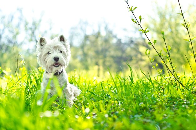 White dog