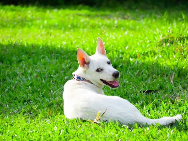 芝生の上に横たわっている白い犬はキュートで明るいです