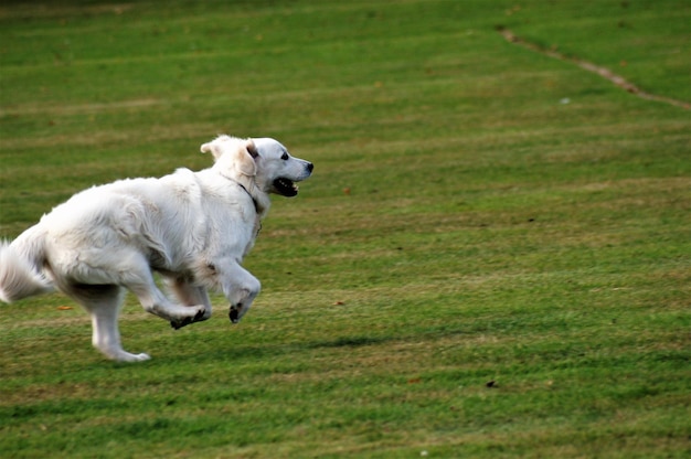 White dogs running on grassy field