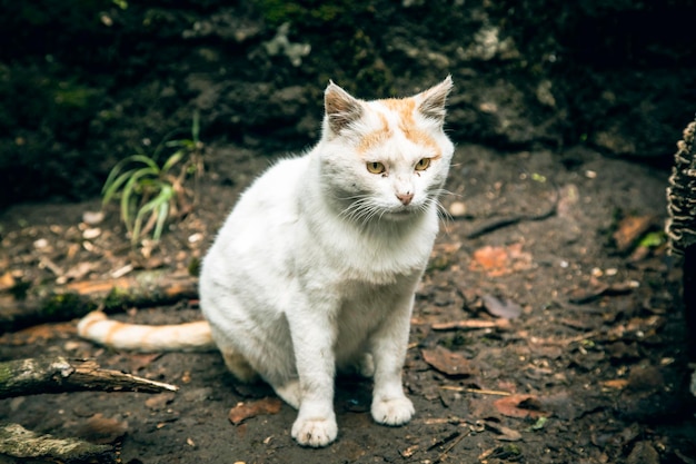 Белая домашняя кошка в лесу