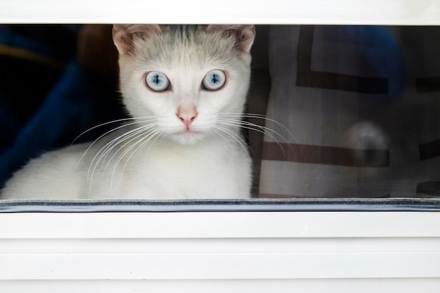 White domestic cat