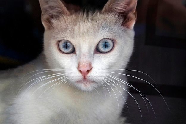 White domestic cat