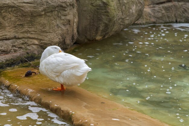 White domestic duck standing in the pond