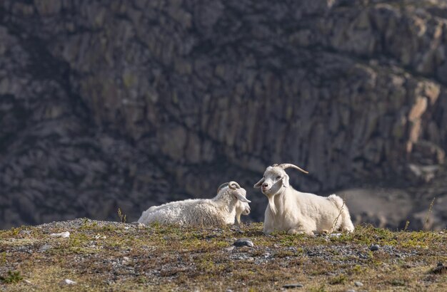 White domestic goats are resting on a rock against the background of a mountain .