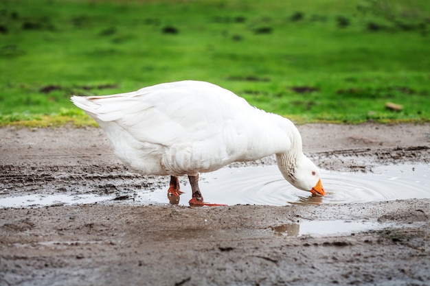 Acqua potabile d'oca domestica bianca dalle pozzanghere. il concetto è