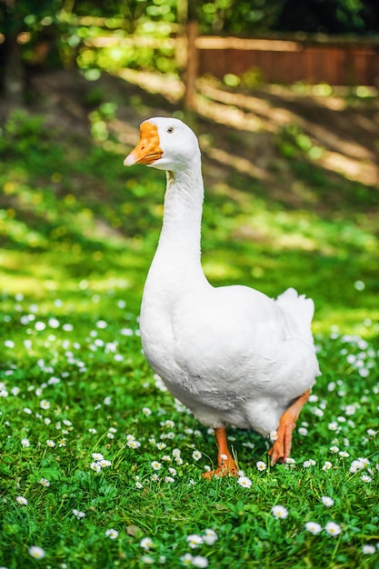 White domestic goose