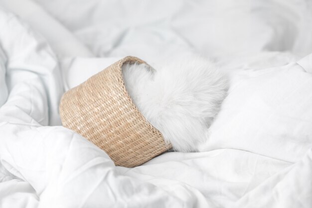 white domestic kitten in basket  lying on bed with white blanket funny pose