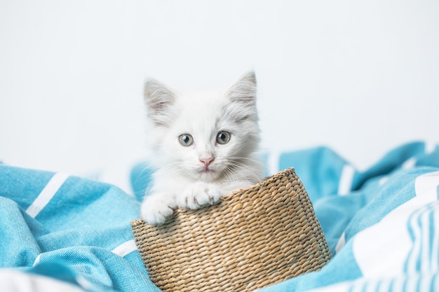white domestic kitten in basket  lying on bed with white blanket funny pose