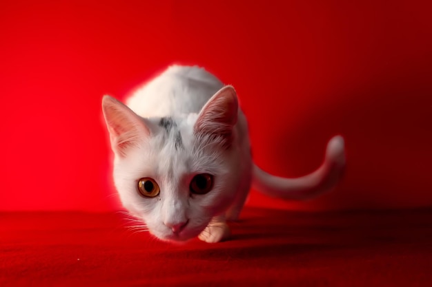 White domestic rebel cat looking directly at the camera red background