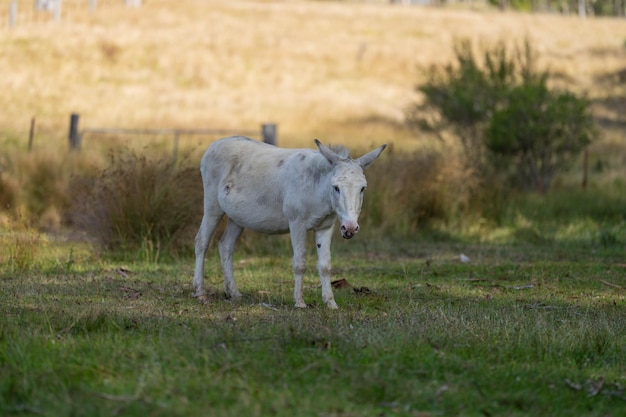 A white donkey stands in a field with a tree in the background