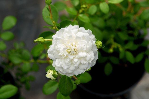 緑の葉を背景に白い二重バラの花