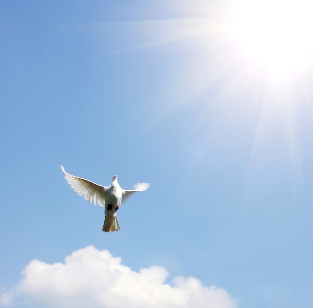 White Dove in the air with wings wide open in-front of the sun