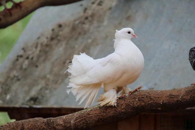 Photo white dove on a dark background