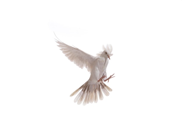 Photo white dove in fly isolated at white background