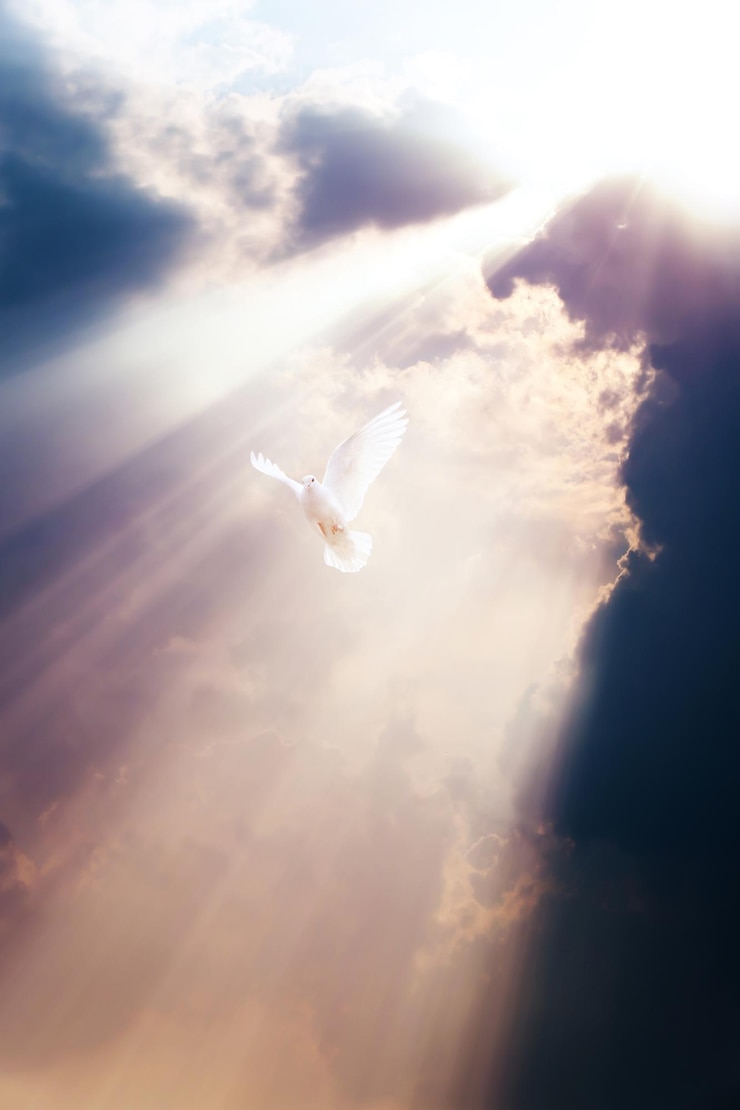 Photo a white dove flying between the sky clouds and light symbolizing the holy spirit and peace