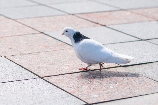 公園のタイルに白い鳩。餌を探している小さな鳩。