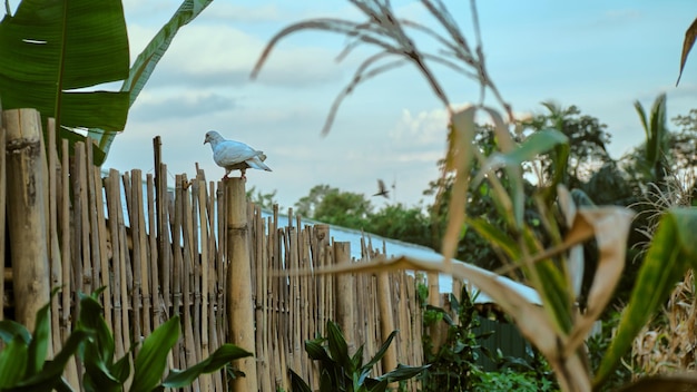 White dove perched on the fence