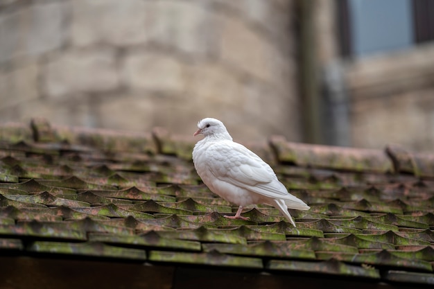 White dove sitting on a old roof tiles in a mountain village near the city of Danang, Vietnam