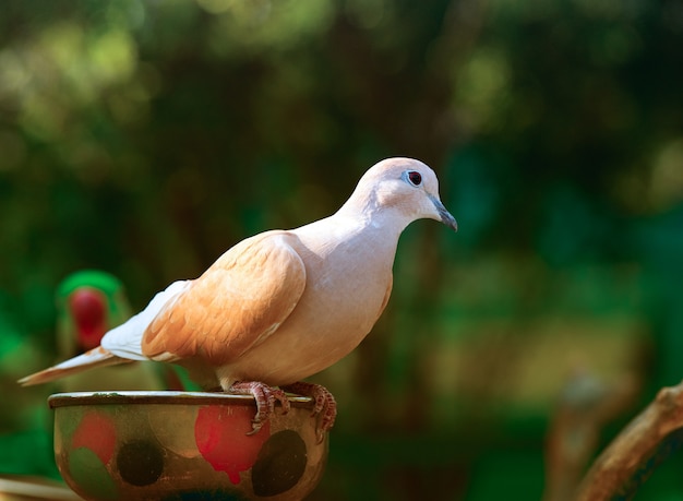 白い鳩は、木の枝に座って