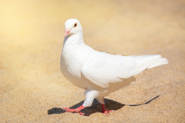 白い鳩は晴れた日にビーチの砂の上を歩きます。