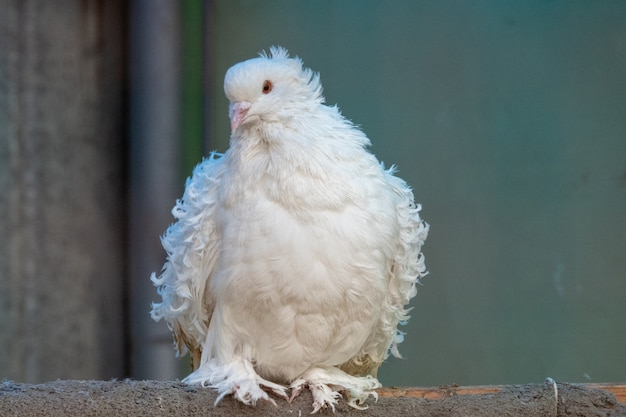 Photo white dove with curly feathers