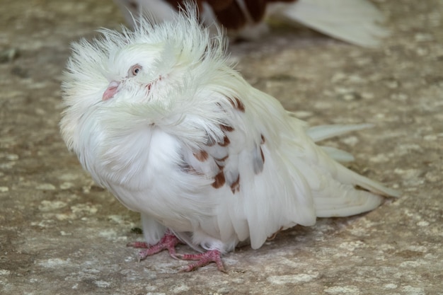 Photo white dove with curly feathers