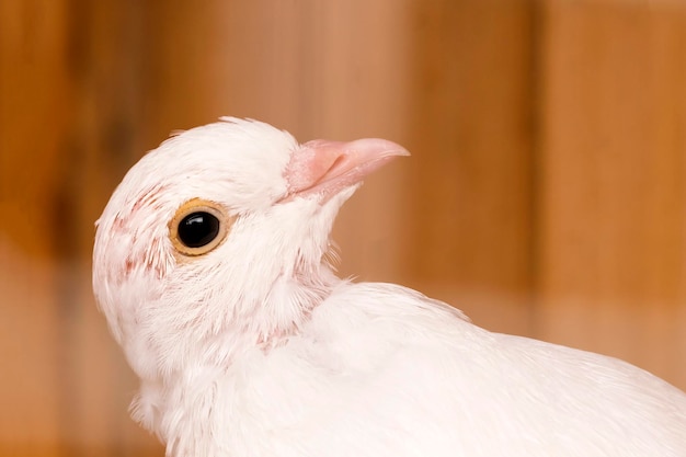 Белый голубь на деревянном фоне Голова крупным планом
