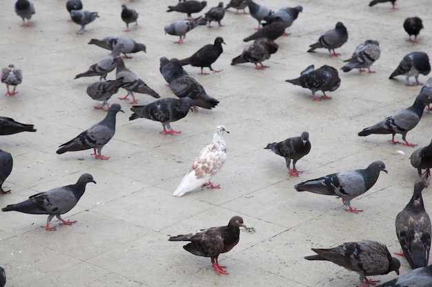 White doves in the gray pigeons.