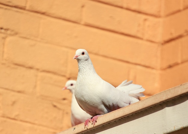 Photo white doves on a roof