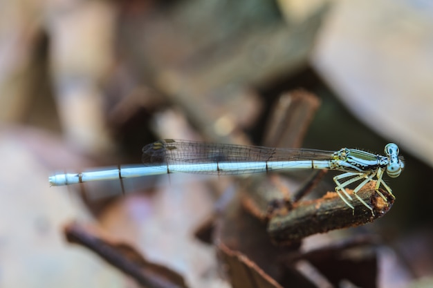 White dragonfly