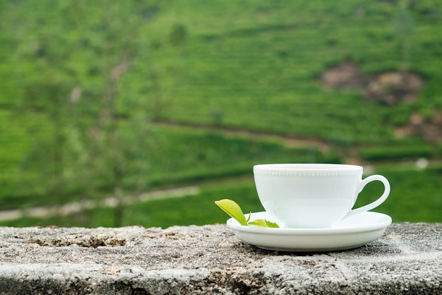 Tazza bianca della bevanda isolata sul fondo della piantagione