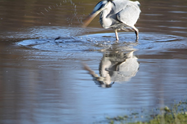 Photo white drinking water in a lake