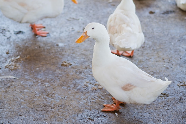 white duck, animal