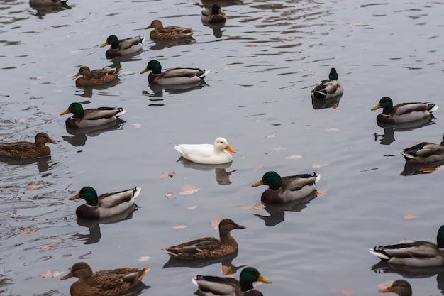 White duck among the common in the park