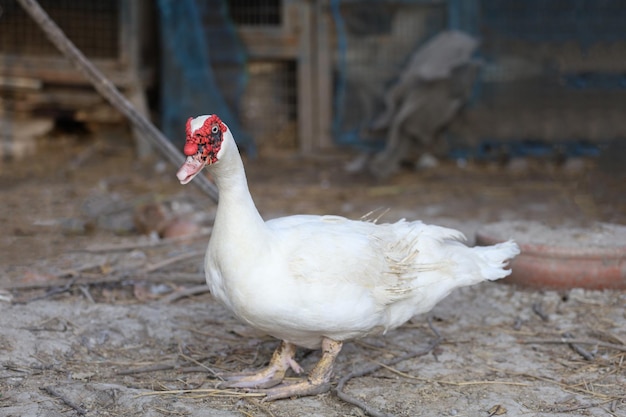 The white duck in farm thailand