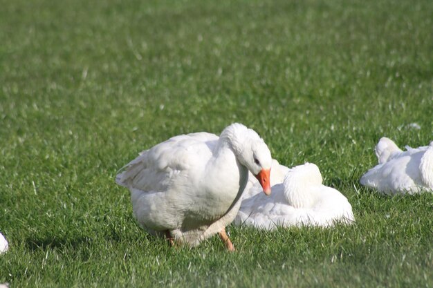 Photo white duck on field