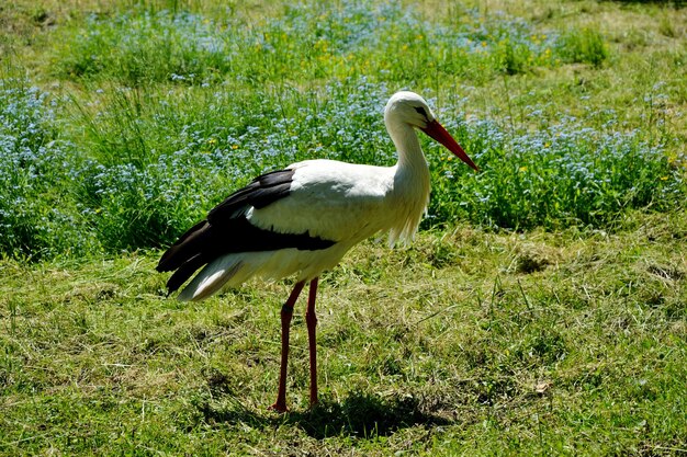 White duck on field