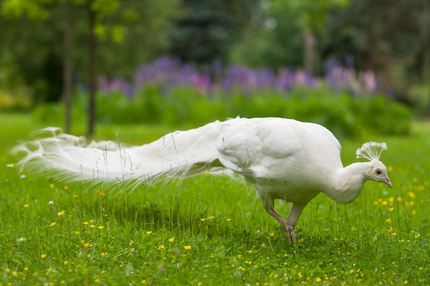 Photo white duck on field