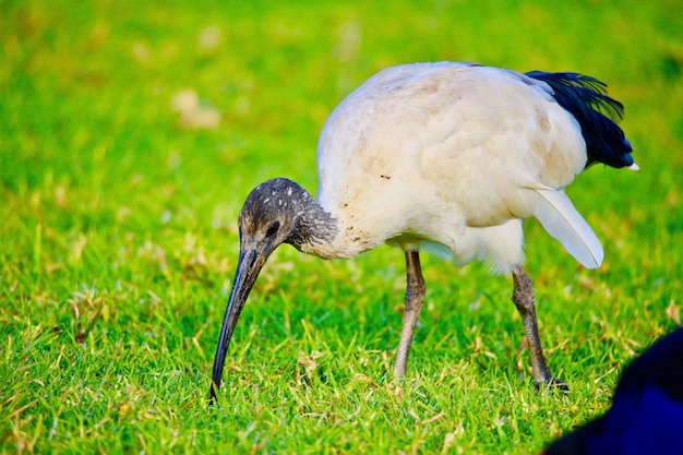 White duck in a field