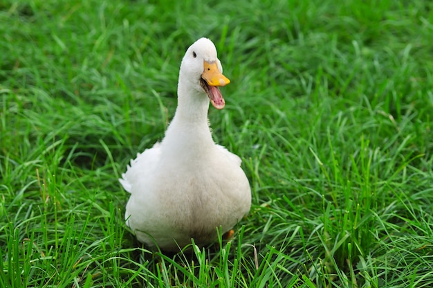 White Duck on grass